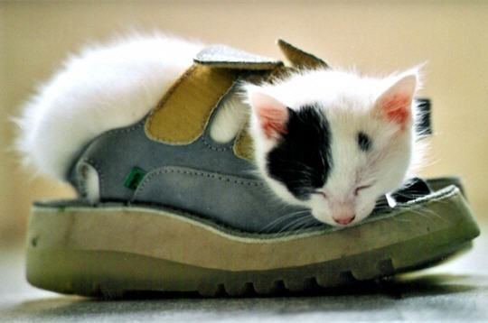 Chat chaussure