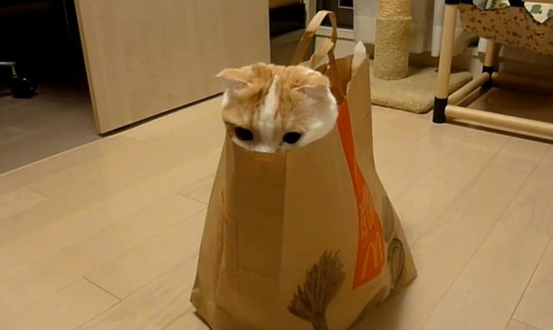 Chat dans un sac