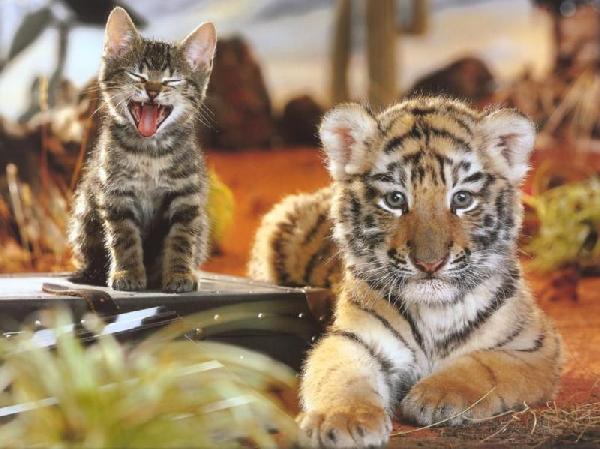 Résultat de recherche d'images pour "image chat et tigre"