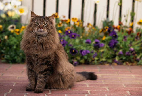 Chat maine coon