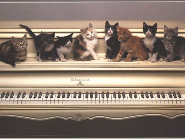Chat sur piano