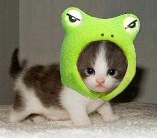 chaton-grenouille.jpg