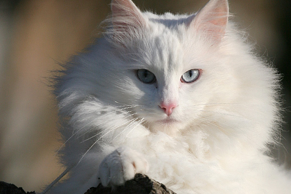 Résultats de recherche d'images pour « chat blanc angora »