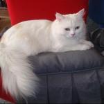 angora blanc chat