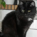 angora noir chat