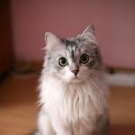 beau chat angora