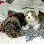 bébés chat et chien