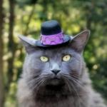 chapeau pour chat
