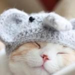chat avec un bonnet