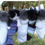 Chat dans chaussette
