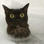 chat dans le bain