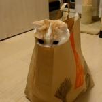 chat dans un sac