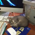 chat de bureau