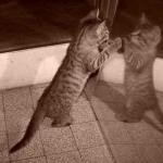 chat devant miroir