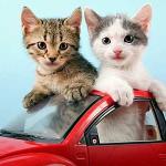 chat en voiture
