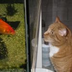 chat et aquarium