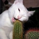 chat et cactus