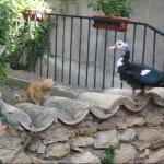 chat et canard