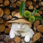 chat et chapeau