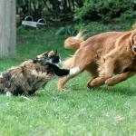 chat et chien qui jouent