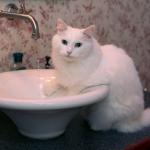 chat et lavabo