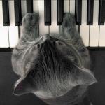 chat pianiste