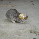 chat trop gourmand