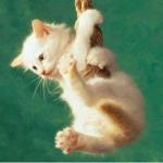 chaton acrobate