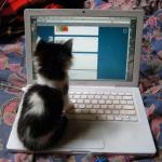 chaton ordinateur