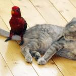 perroquet et chat
