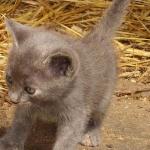 petit chaton gris