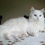 photo chat angora blanc