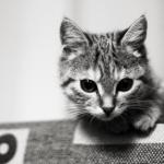 photo chaton noir et blanc