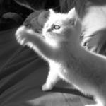 photo noir et blanc chat