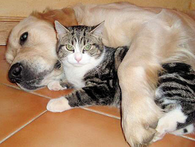 Amitié entre chien et chat