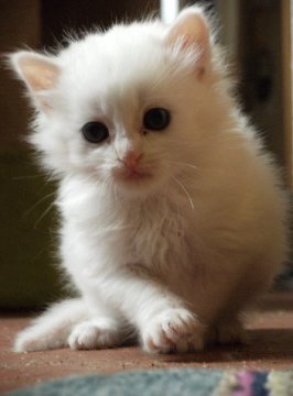 Bébé chaton blanc