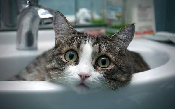 Chat dans lavabo