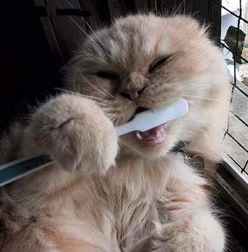 Chat et brosse à dents