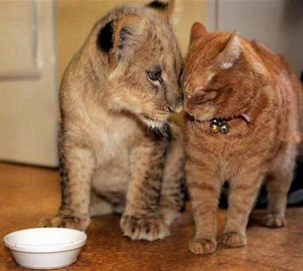 Chat et lionceau