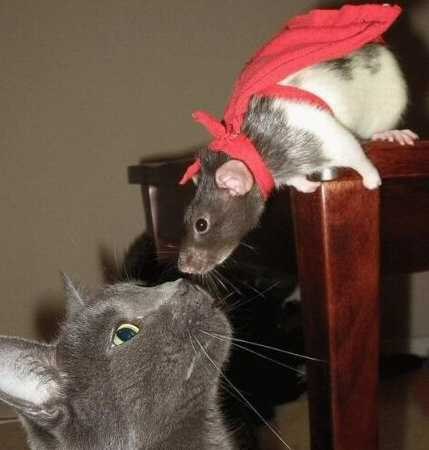 Photo de chat et souris