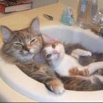 bain pour chat