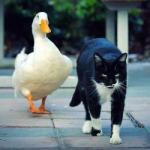 Canard et chat
