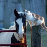 Chat cheval