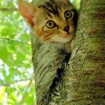 chat dans arbre