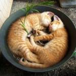 chat dans pot