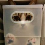 chat dans une boite