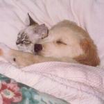 chat et chien au lit