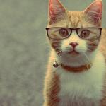 chat lunette