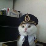 chat pilote