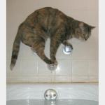 chat qui a peur de l'eau